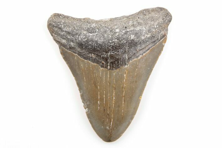 Bargain, Fossil Megalodon Tooth - North Carolina #200663